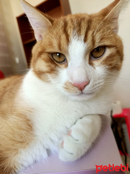 Sarman, Kedi  Dişsiz fotoğrafı