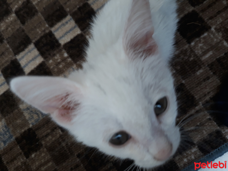 Van Kedisi, Kedi  Pamuk fotoğrafı