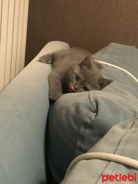 British Shorthair, Kedi  Arya fotoğrafı