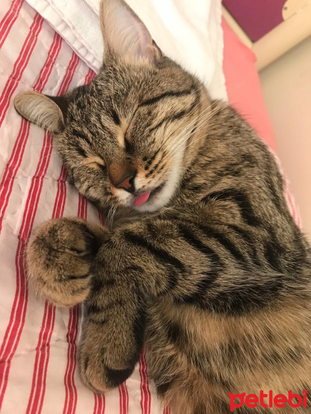 Tekir Kedi, Kedi  Zeze fotoğrafı