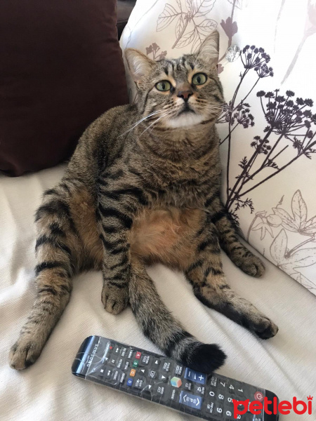 Tekir Kedi, Kedi  Zeze fotoğrafı