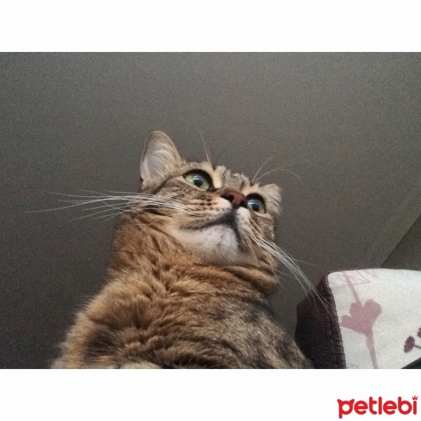 Tekir Kedi, Kedi  Zeze fotoğrafı