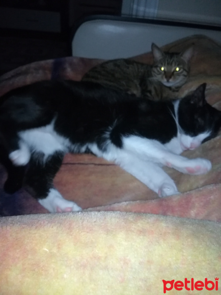 Tekir Kedi, Kedi  Çaki ve Duman fotoğrafı