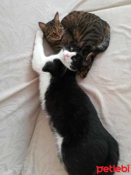 Tekir Kedi, Kedi  Çaki ve Duman fotoğrafı