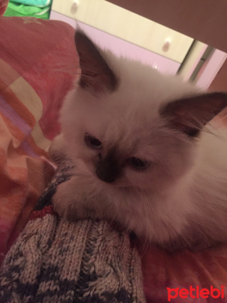 İran Kedisi (Persian), Kedi  Ares fotoğrafı