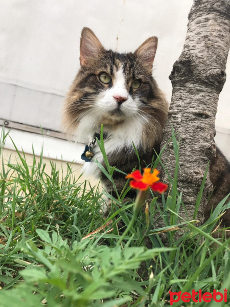 Norwegian Forest, Kedi  Gezgin fotoğrafı