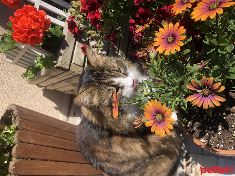 Norwegian Forest, Kedi  Gezgin fotoğrafı