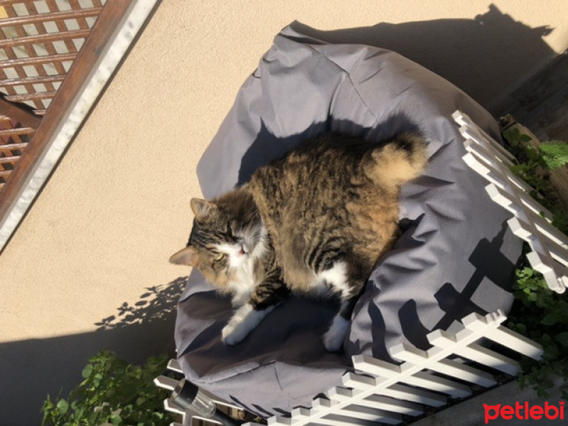 Norwegian Forest, Kedi  Gezgin fotoğrafı