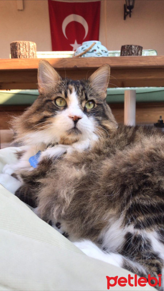 Norwegian Forest, Kedi  Gezgin fotoğrafı