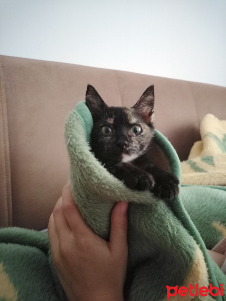 Tekir Kedi, Kedi  Lokum fotoğrafı