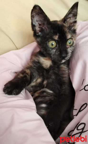 Tekir Kedi, Kedi  Lokum fotoğrafı