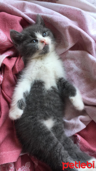 British Shorthair, Kedi  Lora fotoğrafı