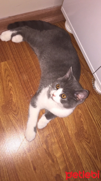 British Shorthair, Kedi  Lora fotoğrafı