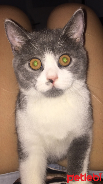 British Shorthair, Kedi  Lora fotoğrafı