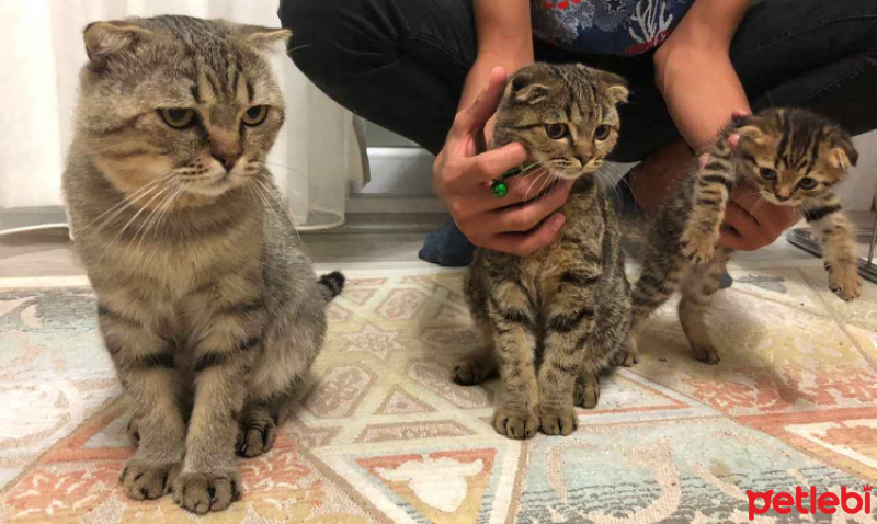 British Shorthair, Kedi  Lora fotoğrafı
