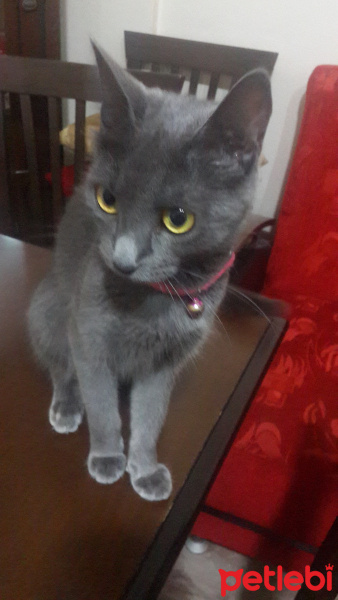 Mavi Rus, Kedi  Bonibon fotoğrafı