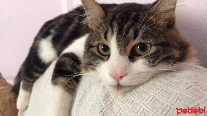 Tekir Kedi, Kedi  Zeus fotoğrafı