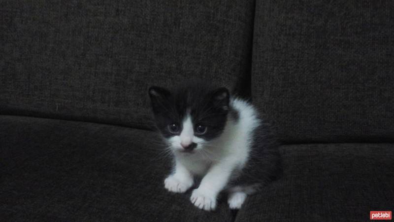 Van Kedisi, Kedi  böcüklerimiz fotoğrafı