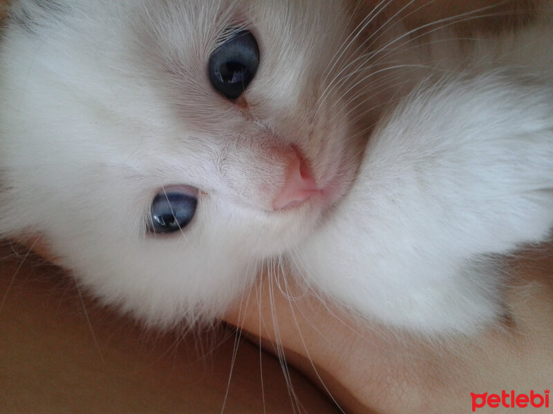 Van Kedisi, Kedi  böcüklerimiz fotoğrafı