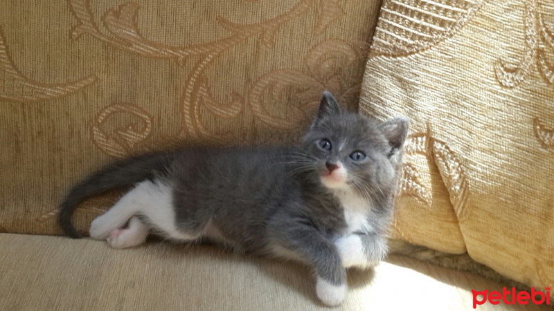 Tekir Kedi, Kedi  Şanslı fotoğrafı