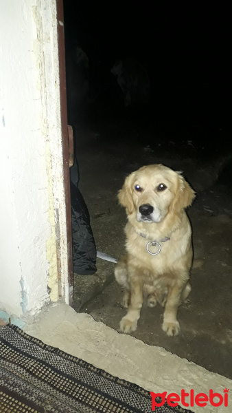 Golden Retriever, Köpek  Yakışıklı fotoğrafı
