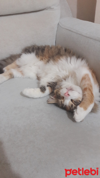 Norwegian Forest, Kedi  Bihter fotoğrafı