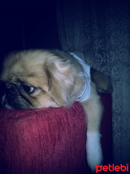 Pekingese, Köpek  Odi fotoğrafı