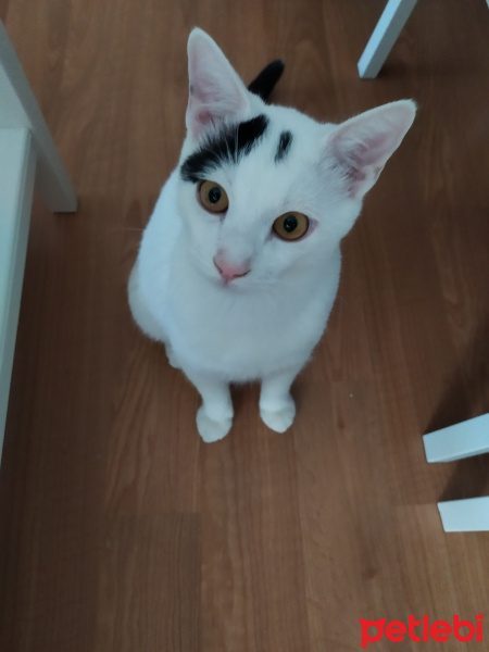 Tekir Kedi, Kedi  Ares fotoğrafı