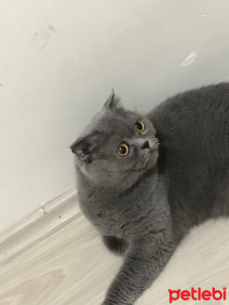 Scottish Fold, Kedi  Mişa fotoğrafı