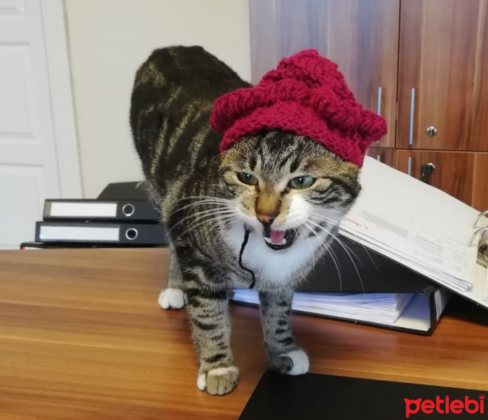 Tekir Kedi, Kedi  ceylan fotoğrafı