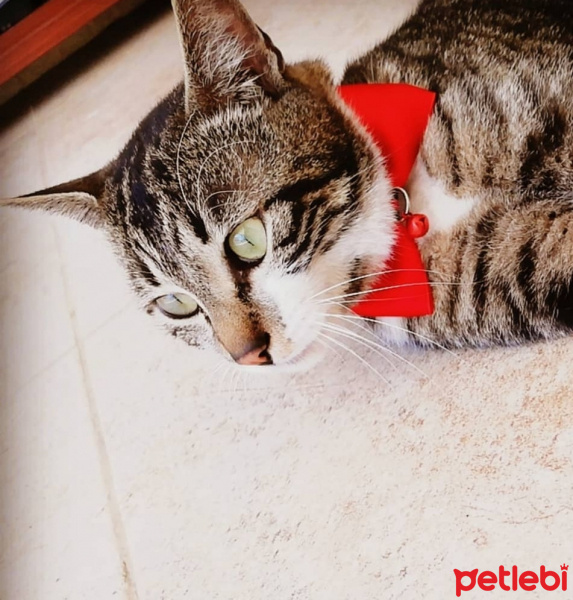 Tekir Kedi, Kedi  ceylan fotoğrafı