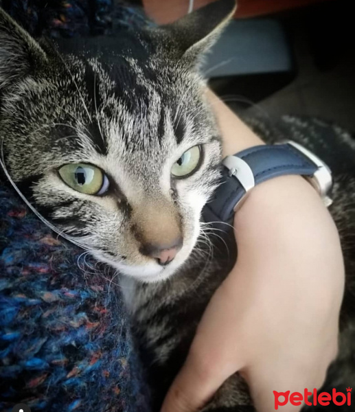 Tekir Kedi, Kedi  ceylan fotoğrafı