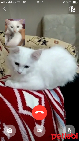 Van Kedisi, Kedi  Sütlü fotoğrafı