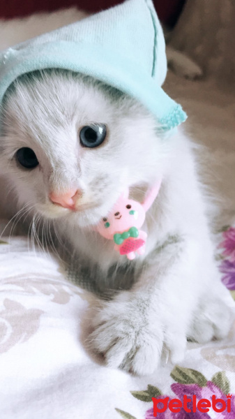 Van Kedisi, Kedi  Sütlü fotoğrafı