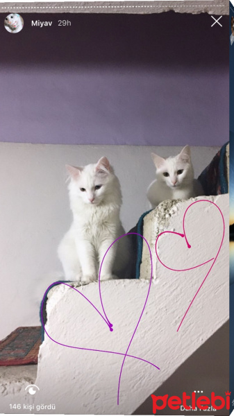 Van Kedisi, Kedi  Sütlü fotoğrafı