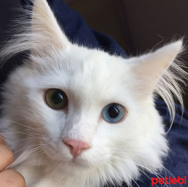 Van Kedisi, Kedi  Sütlü fotoğrafı