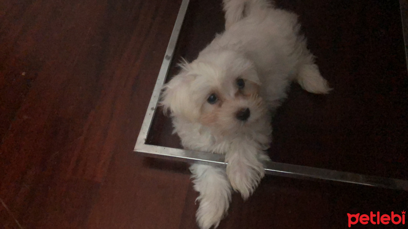 Maltese, Köpek  Casper fotoğrafı