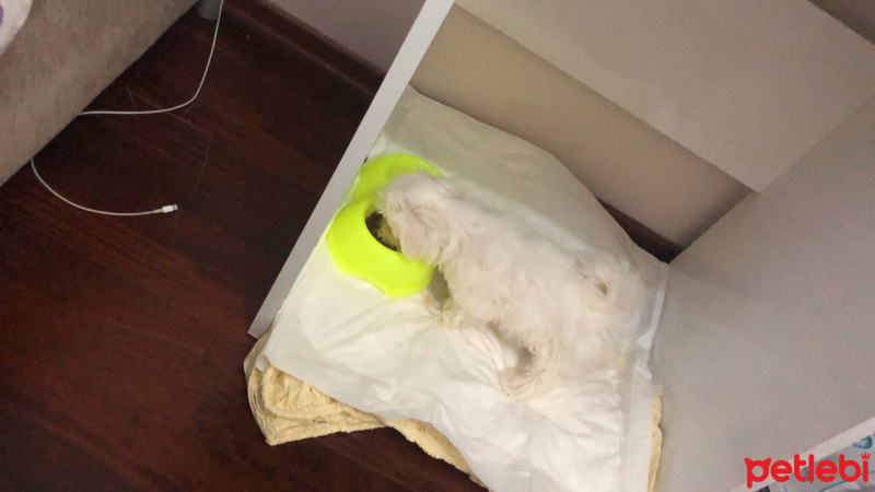 Maltese, Köpek  Casper fotoğrafı
