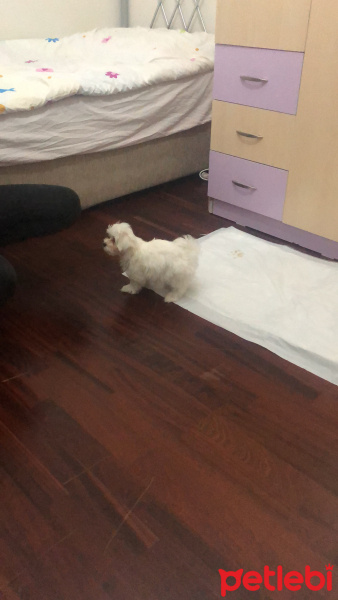Maltese, Köpek  Casper fotoğrafı