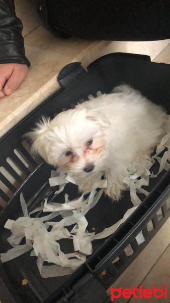 Maltese, Köpek  Casper fotoğrafı