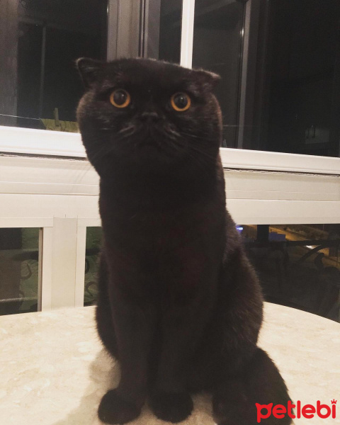 Scottish Fold, Kedi  gece fotoğrafı