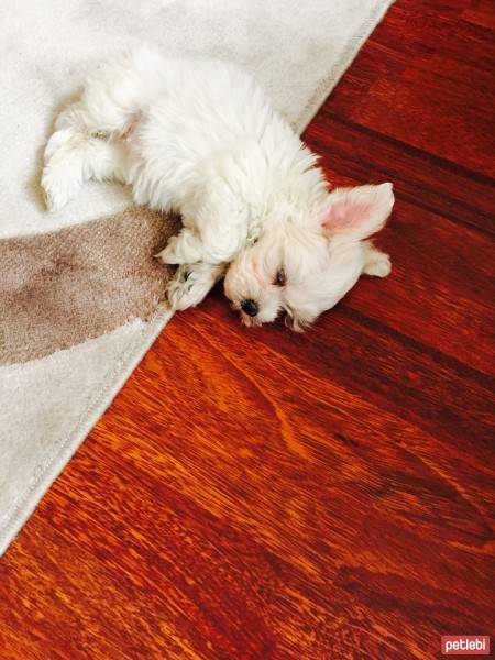 Maltese, Köpek  Maya fotoğrafı