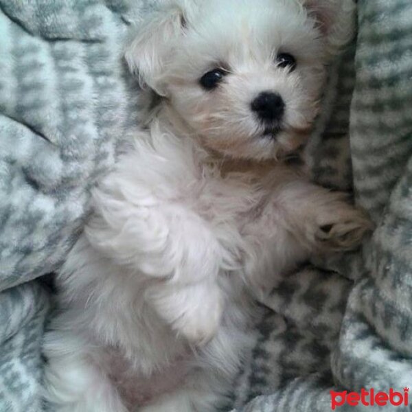 Maltese, Köpek  Maya fotoğrafı