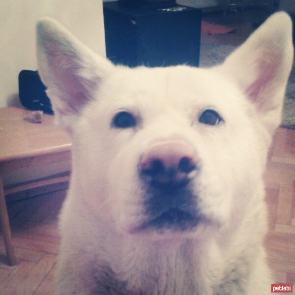 Akita İnu, Köpek  Linda fotoğrafı