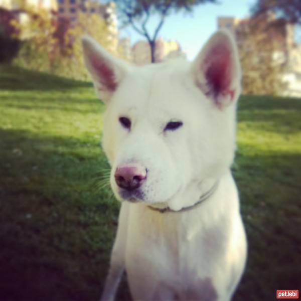 Akita İnu, Köpek  Linda fotoğrafı