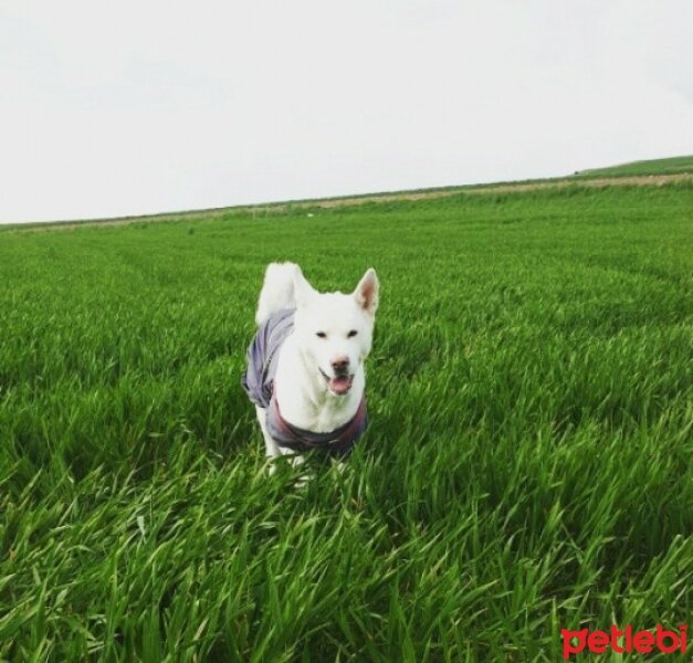 Akita İnu, Köpek  Linda fotoğrafı