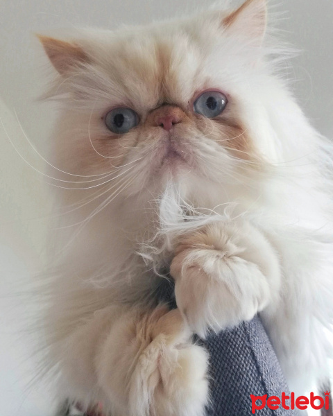 İran Kedisi (Persian), Kedi  Matilda fotoğrafı