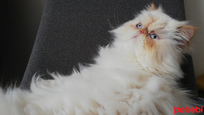 İran Kedisi (Persian), Kedi  Matilda fotoğrafı