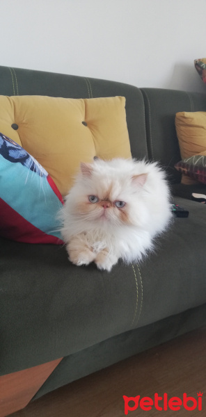 İran Kedisi (Persian), Kedi  Matilda fotoğrafı