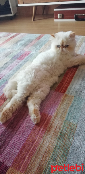 İran Kedisi (Persian), Kedi  Matilda fotoğrafı